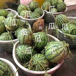 娱乐吃瓜的头像