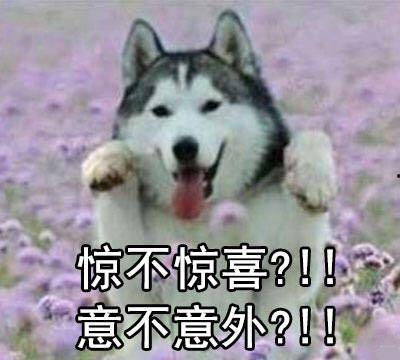 哈士奇表情包要吐,吐露无遗的欢乐瞬间